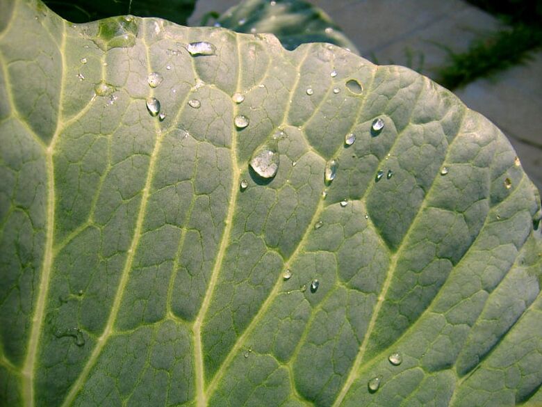 Cabbage leaf compresses will help get rid of varicose veins on the legs