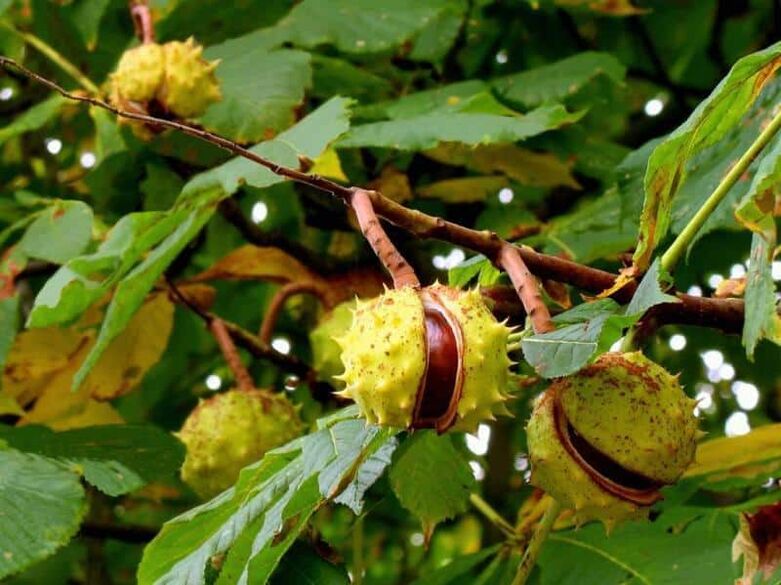 Horse chestnut is used to make a healing tincture for varicose veins